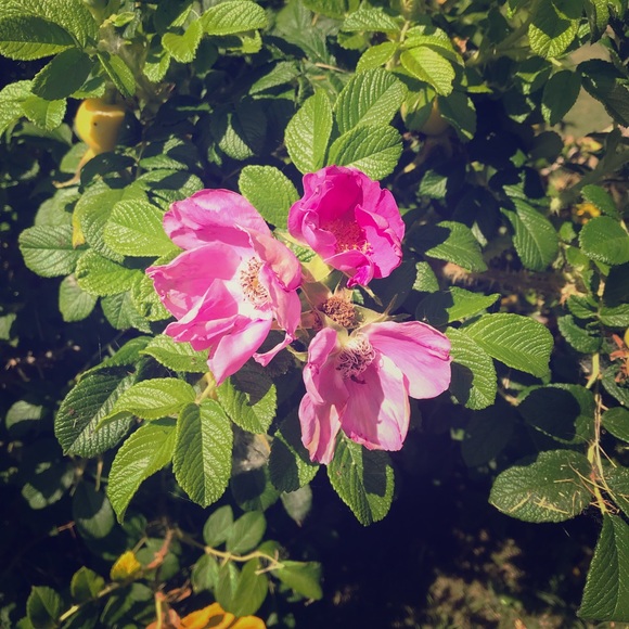 Meet your Posher, Sarah - Picture 1 of 1